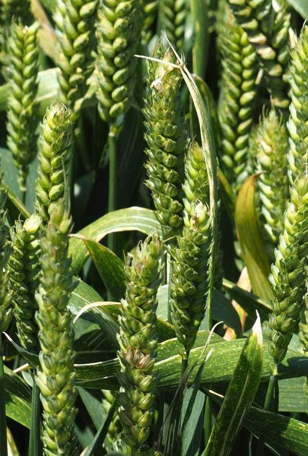 Septoria Leaf Blotch